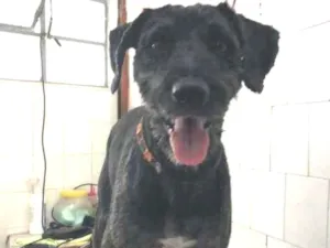 Cachorro raça Poodle idade 1 ano nome Fiel