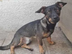Cachorro raça SRD-ViraLata idade 1 ano nome AVELINO