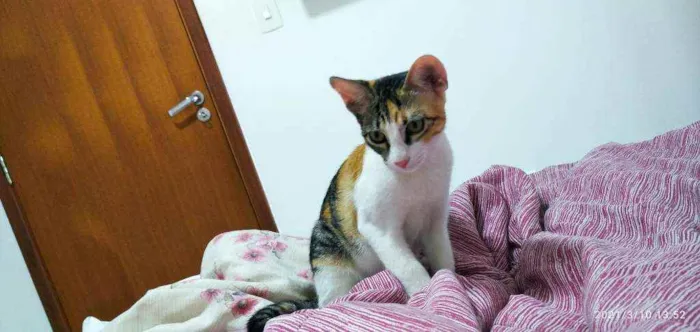 Gato raça Sem raca idade 2 a 6 meses nome Maria