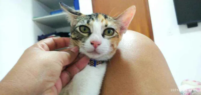 Gato raça Sem raca idade 2 a 6 meses nome Maria