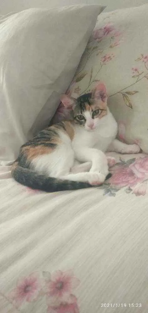 Gato raça Sem raca idade 2 a 6 meses nome Maria