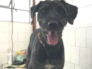 Cachorro raça Poodle idade 2 anos nome Poodlezinho