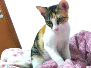 Gato raça Sem raca idade 2 a 6 meses nome Maria