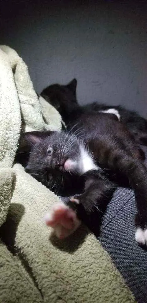 Gato ra a Vira lata idade Abaixo de 2 meses nome Sem nome 