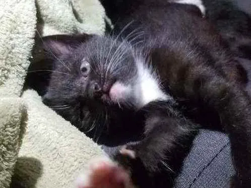 Gato ra a Vira lata idade Abaixo de 2 meses nome Sem nome 