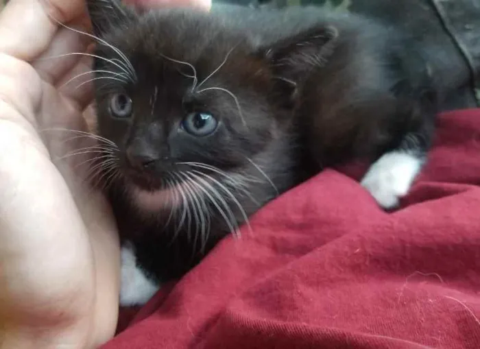 Gato ra a Vira lata idade Abaixo de 2 meses nome Sem nome 