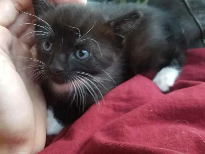 Gato ra a Vira lata idade Abaixo de 2 meses nome Sem nome 