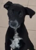 Cachorro raça Vira lata  idade 7 a 11 meses nome Bebel