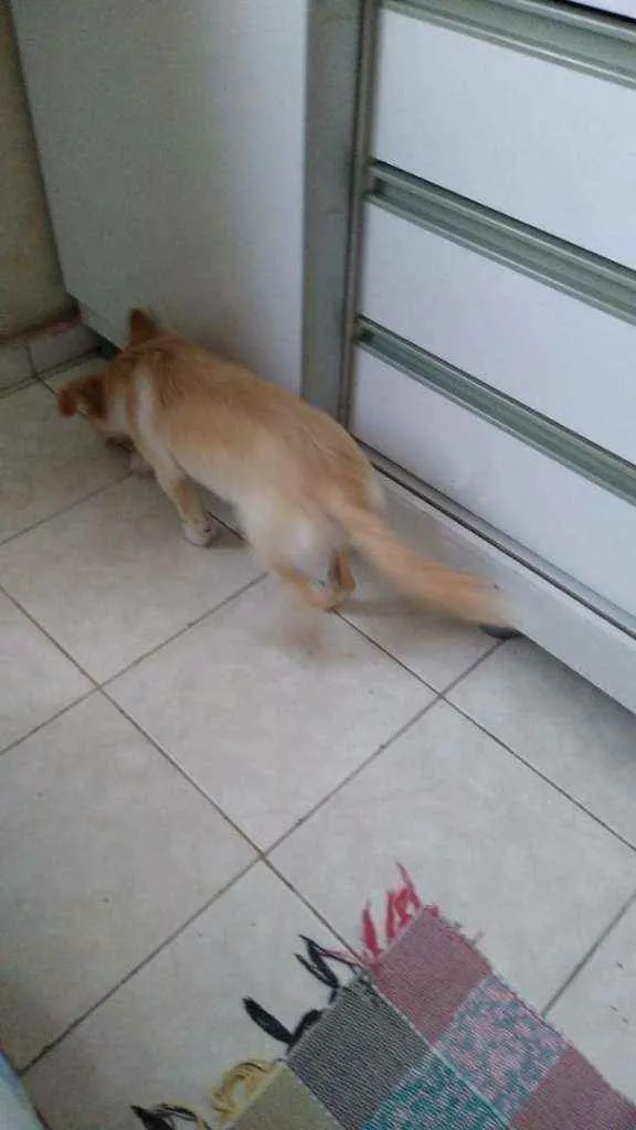 Cachorro raça Spirit alemão com indiano idade 2 a 6 meses nome Zoe 
