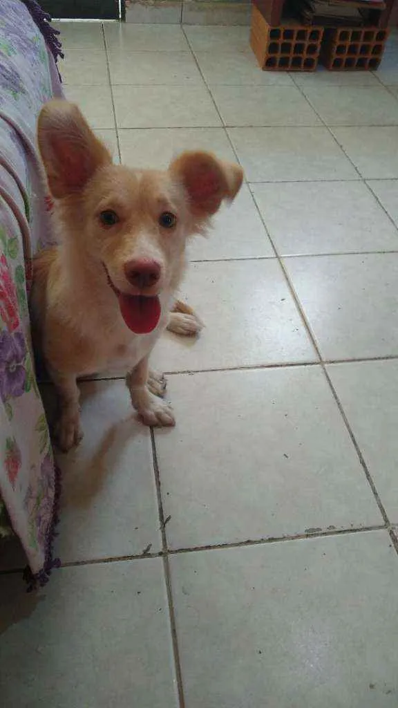 Cachorro raça Spirit alemão com indiano idade 2 a 6 meses nome Zoe 