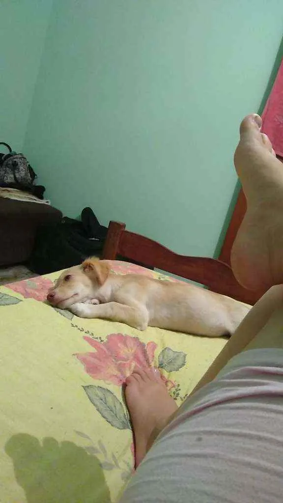 Cachorro raça Spirit alemão com indiano idade 2 a 6 meses nome Zoe 