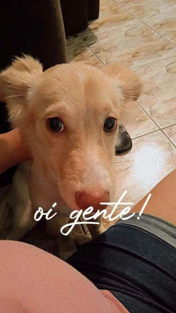 Cachorro raça Spirit alemão com indiano idade 2 a 6 meses nome Zoe 