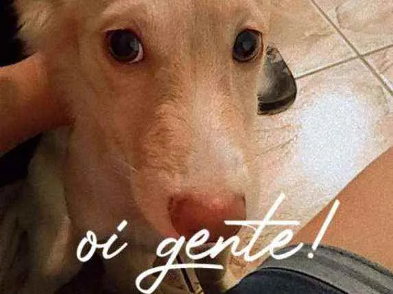 Cachorro raça Spirit alemão com indiano idade 2 a 6 meses nome Zoe 