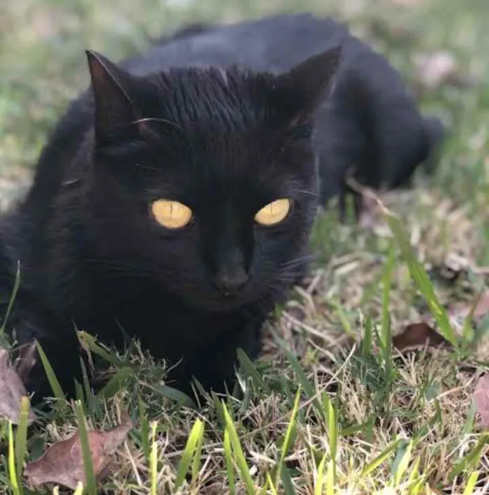 Gato ra a SRD idade 7 a 11 meses nome Sem nome