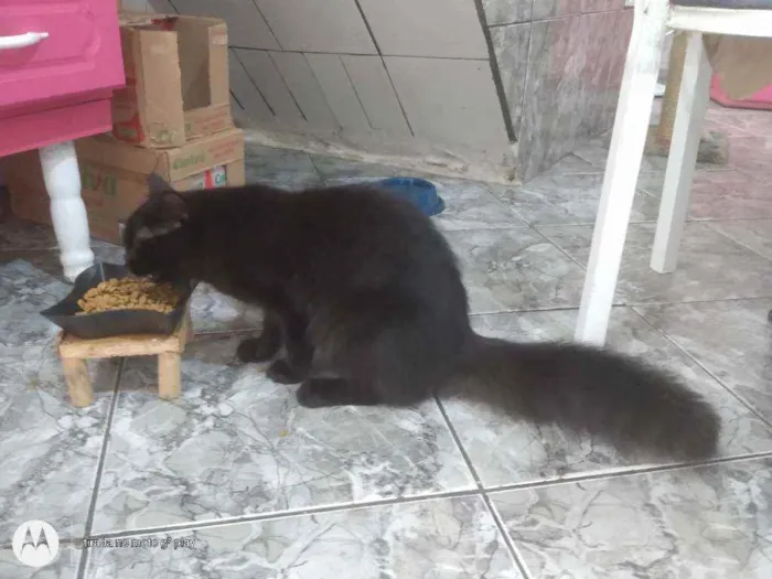 Gato ra a SRD idade 7 a 11 meses nome Sem nome