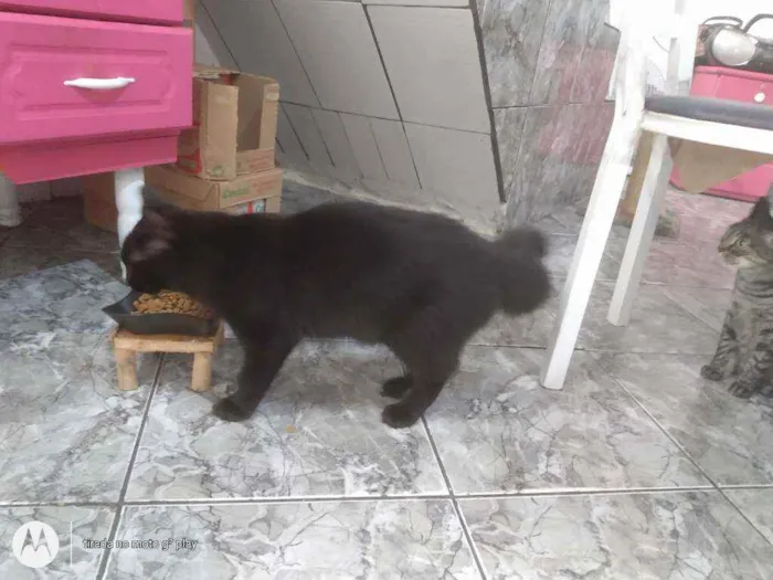 Gato ra a SRD idade 7 a 11 meses nome Sem nome