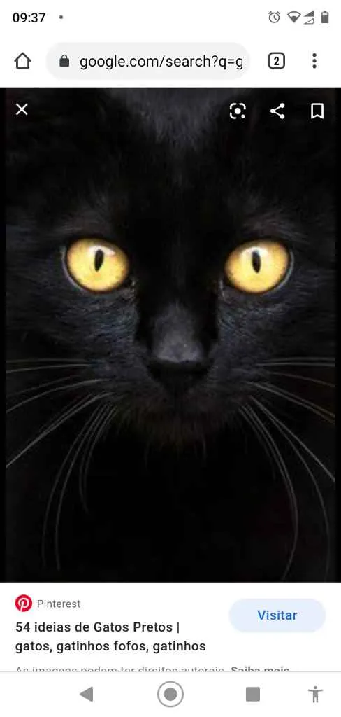 Gato ra a SRD idade 7 a 11 meses nome Sem nome