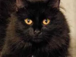 Gato ra a SRD idade 7 a 11 meses nome Sem nome