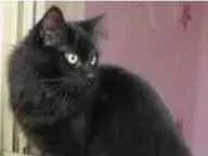 Gato ra a SRD idade 7 a 11 meses nome Sem nome