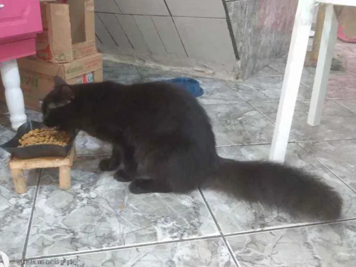 Gato ra a SRD idade 7 a 11 meses nome Sem nome