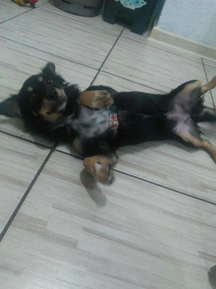 Cachorro ra a Vira lata idade 7 a 11 meses nome Diuli