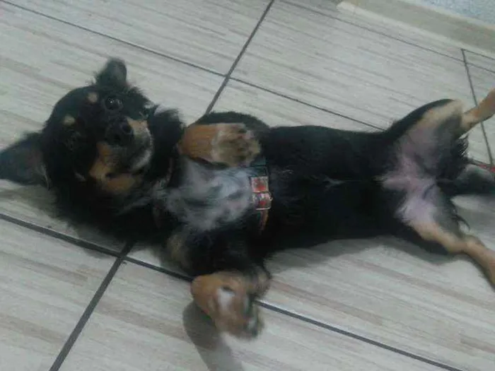 Cachorro ra a Vira lata idade 7 a 11 meses nome Diuli