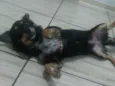 Diuli