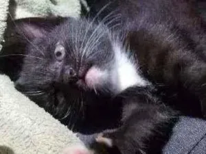 Gato raça Vira lata idade Abaixo de 2 meses nome Sem nome 