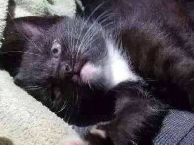 Gato ra a Vira lata idade Abaixo de 2 meses nome Sem nome 