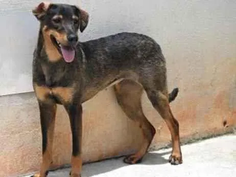 Cachorro raça Vira lata  idade 1 ano nome Mary