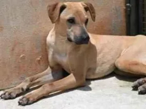 Cachorro raça Vira lata  idade 1 ano nome Alvaro 