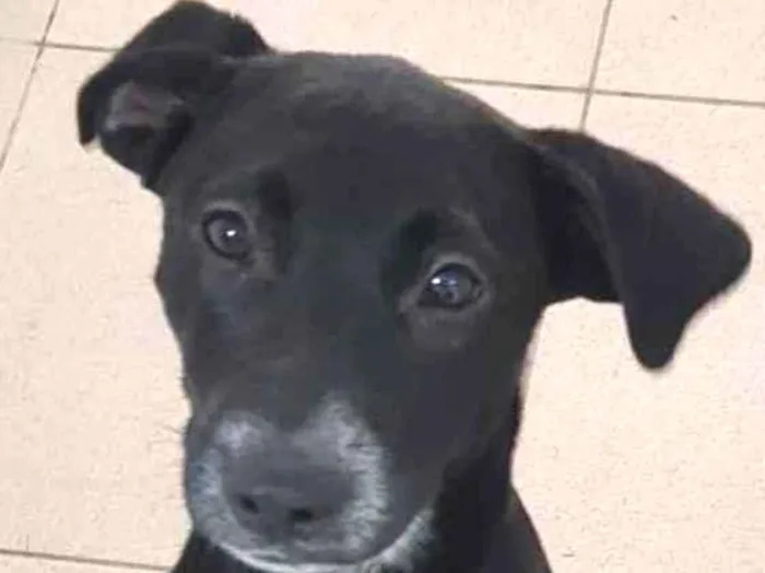 Cachorro raça Vira lata  idade 7 a 11 meses nome Bebel