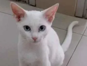 Gato raça Vira lata  idade 7 a 11 meses nome Kauã