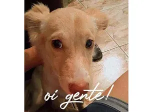 Cachorro raça Spirit alemão com indiano idade 2 a 6 meses nome Zoe 