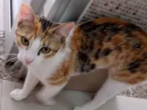 Gato raça Vira lata  idade 7 a 11 meses nome Juju