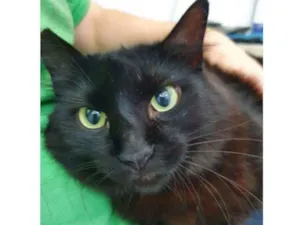 Gato raça Vira lata  idade 3 anos nome Anastacia 