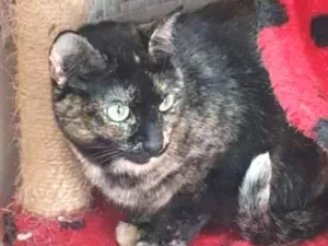 Gato raça Vira lata  idade 3 anos nome Zinha 