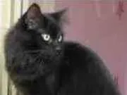 Gato raça SRD idade 7 a 11 meses nome Sem nome