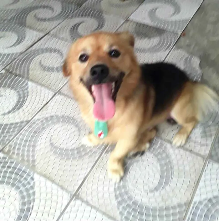 Cachorro raça  idade 3 anos nome Raby 