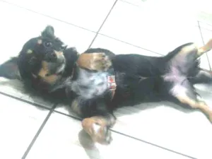 Cachorro raça Vira lata idade 7 a 11 meses nome Diuli