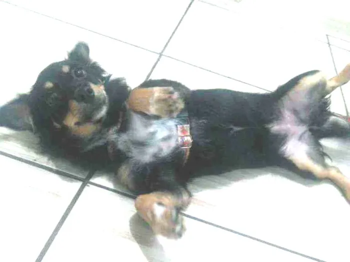 Cachorro ra a Vira lata idade 7 a 11 meses nome Diuli
