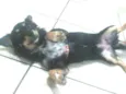 Diuli