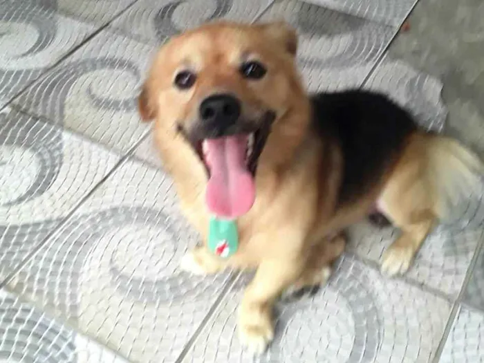 Cachorro raça  idade 3 anos nome Raby 