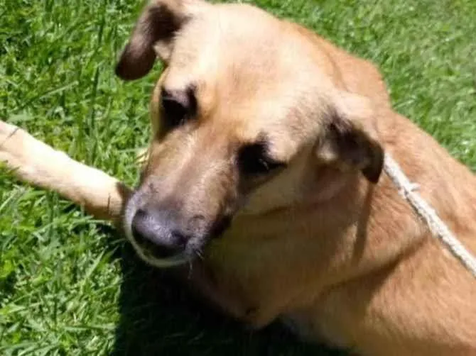 Cachorro raça Vira lata  idade 3 anos nome Adriana 