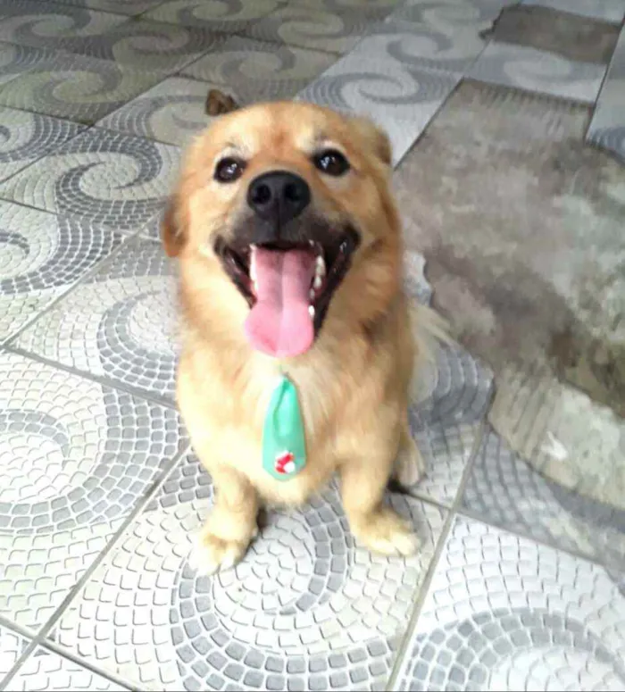 Cachorro raça  idade 3 anos nome Raby 