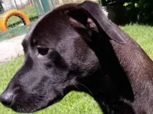 Cachorro raça Mestiça galgo  idade 1 ano nome Lilich