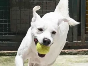 Cachorro raça Mestiço labrador idade 3 anos nome Ras