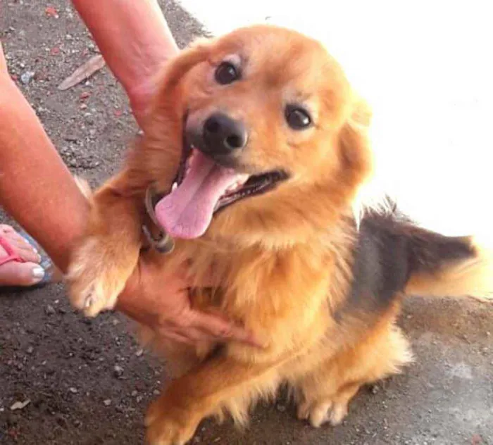 Cachorro raça  idade 3 anos nome Raby 