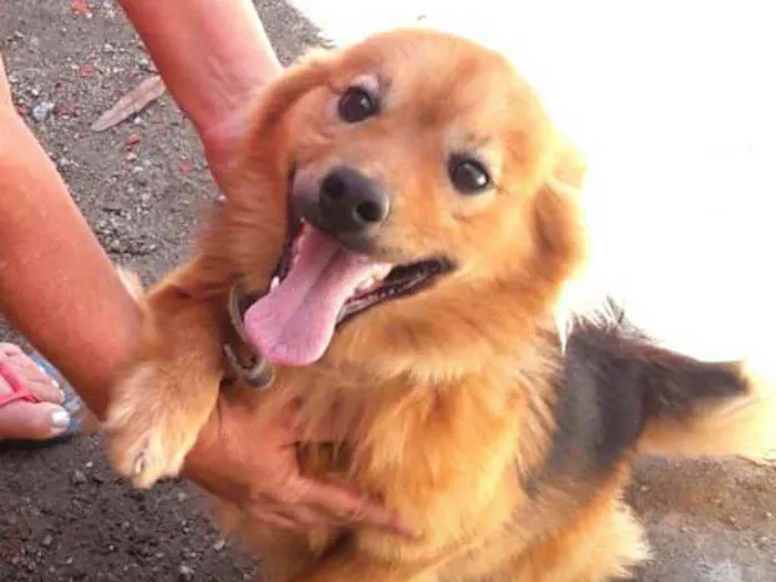 Cachorro raça  idade 3 anos nome Raby 