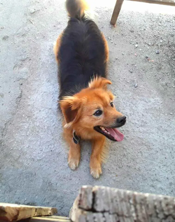 Cachorro raça  idade 3 anos nome Raby 